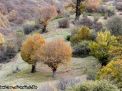 گزارش تصویری از فصل پاییز در جنگل ابر شاهرود